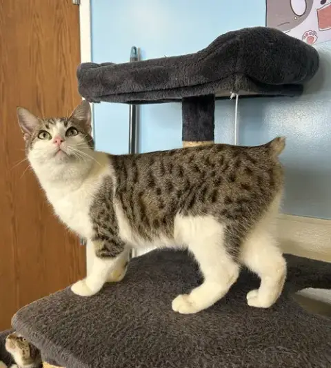 Bobby
