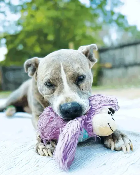 Taz photo 5