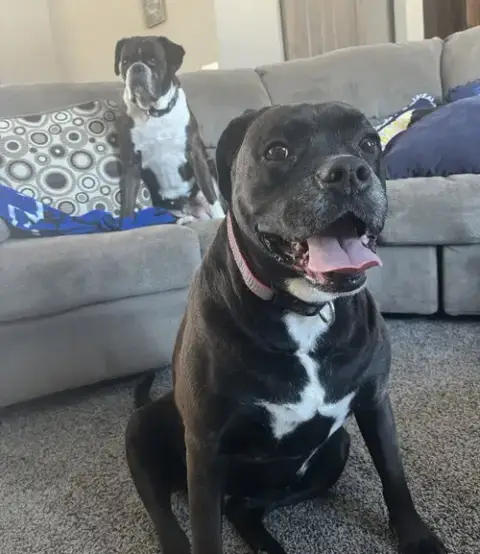 Millie photo 3