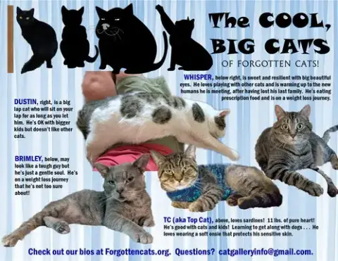 Big Cats:  11 Pounds+
