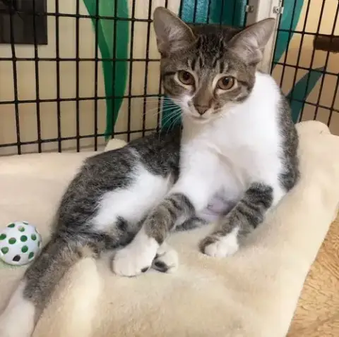 Kitten Gum-Drop photo 5