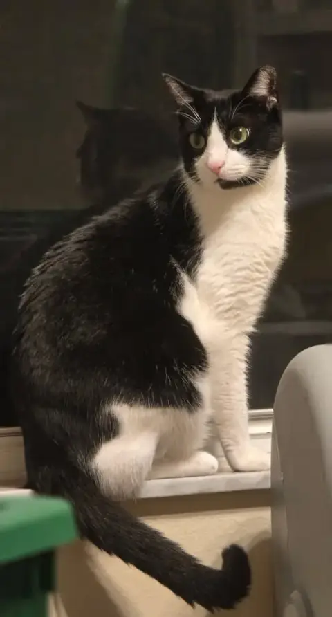 Felix photo 5