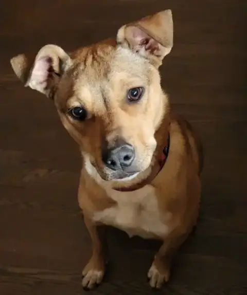 Lizzie