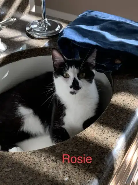 Courtesy List: Rosie photo 3