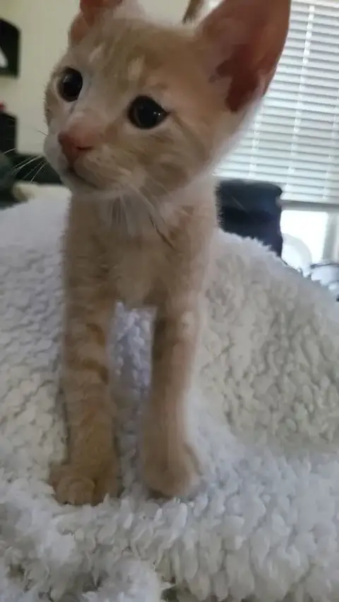Noodle **Pending Adoption**