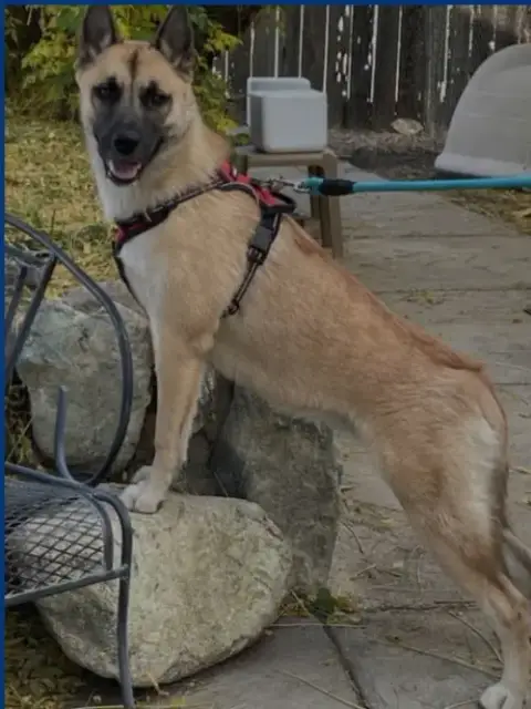 Evee photo 2