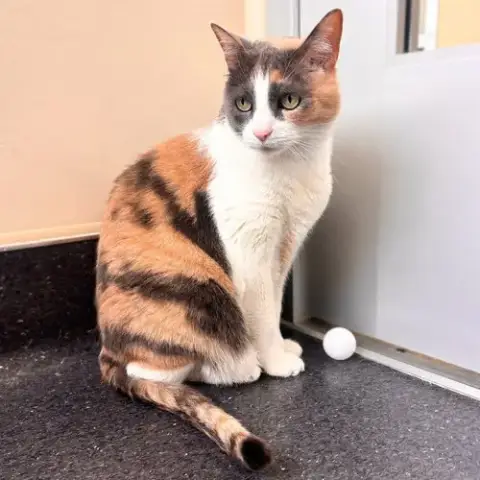 Kimi