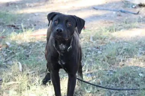 Tia