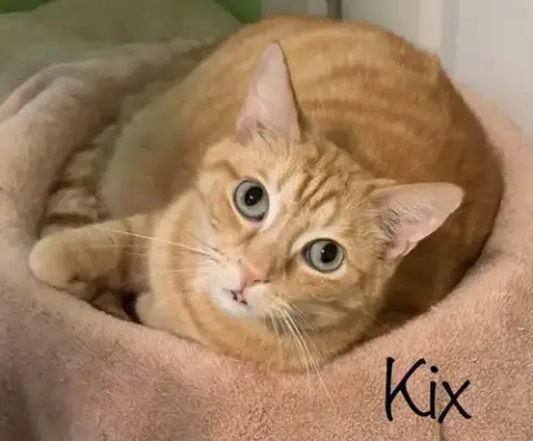 Kix photo 4
