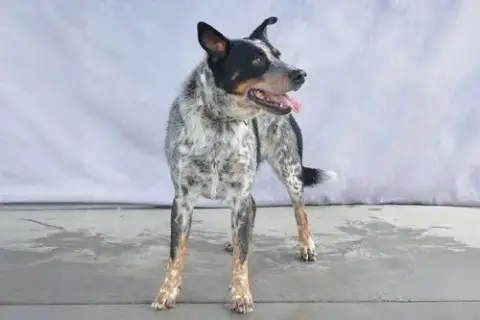 Drako photo 2