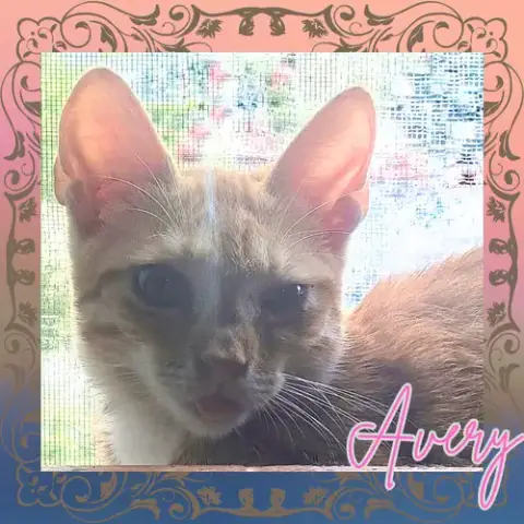 Avery photo 2