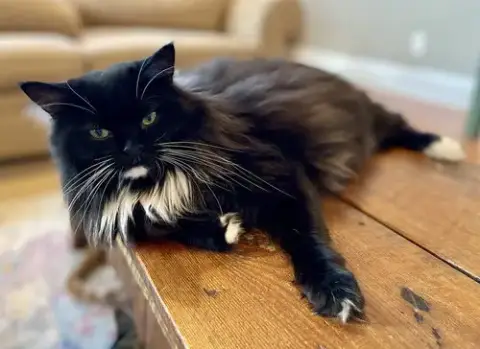 Inez