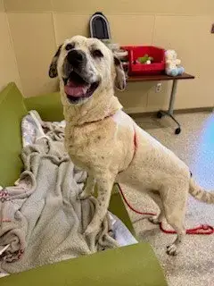 Maggie