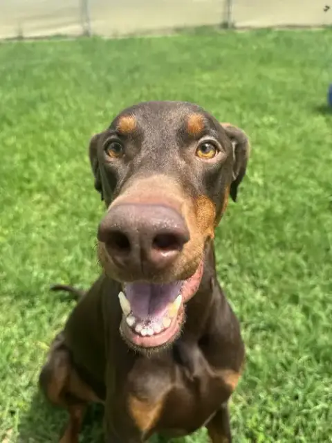 Cooper