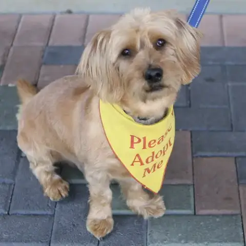 Finnegan photo 4