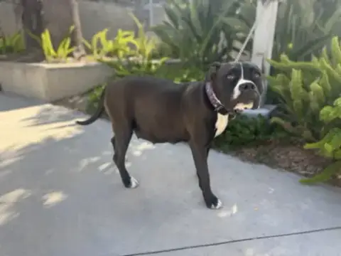 Molly