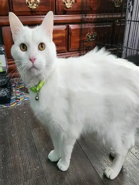 Bridgette