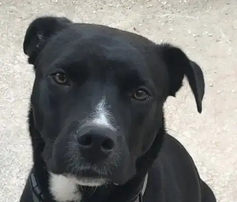Sye-Cp-Foster Or Adopt Me!