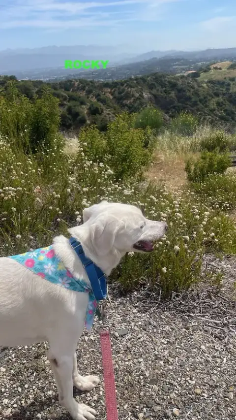 Rocky photo 3