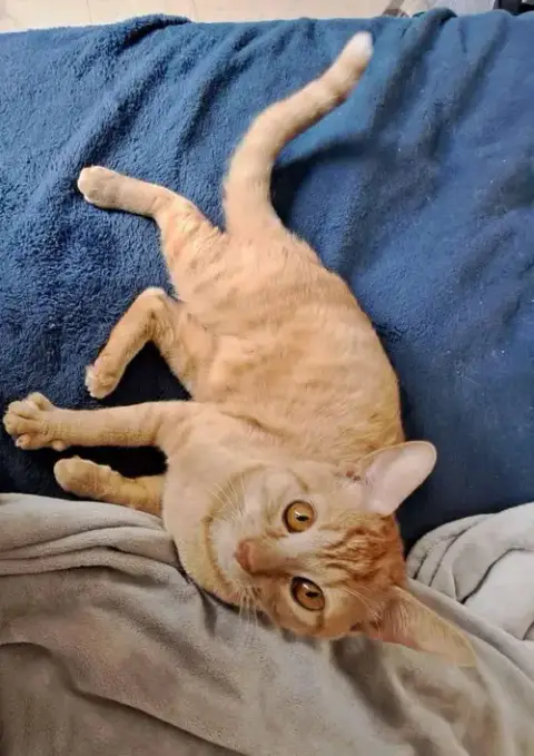 Cheeto3 photo 2