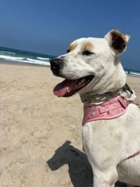 Morgan photo 2
