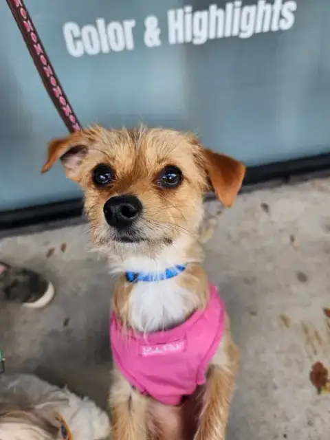 Peanut