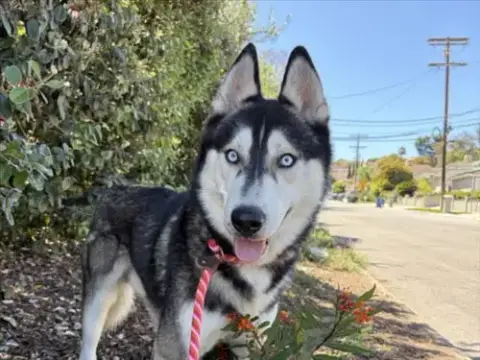 Nanook