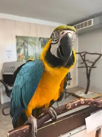 Marco