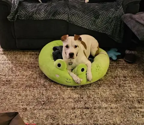 Odie photo 3
