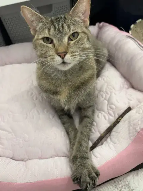 Cinnamon