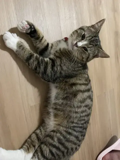 Miki