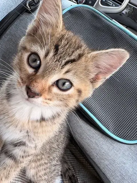 Teddy