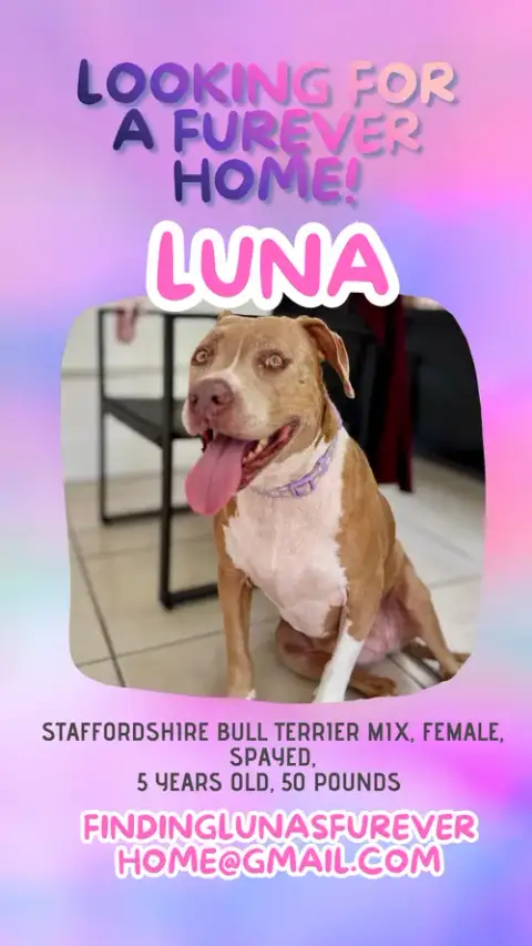 Courtesy Post: Luna photo 2