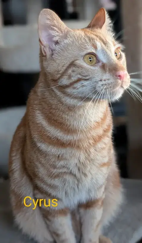 Cyrus photo 2