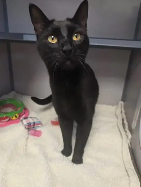 Blackie