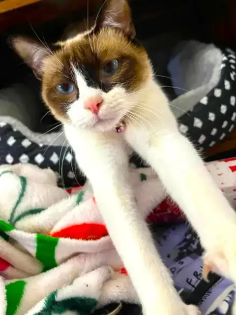 Miso photo 4