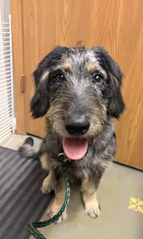 Mcscruff photo 3