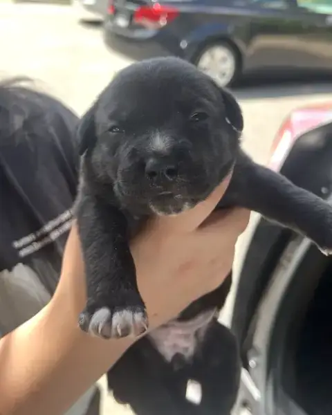 Momma Iris' Litter: Sweet Potato photo 2