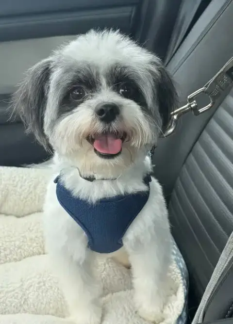 Tater Tot