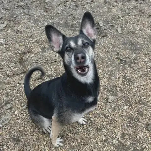Gypsy photo 3