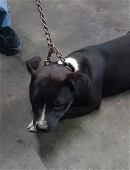 Oreo