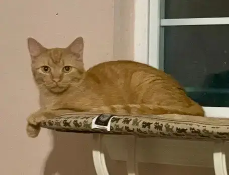 Finn =^.^= photo 2