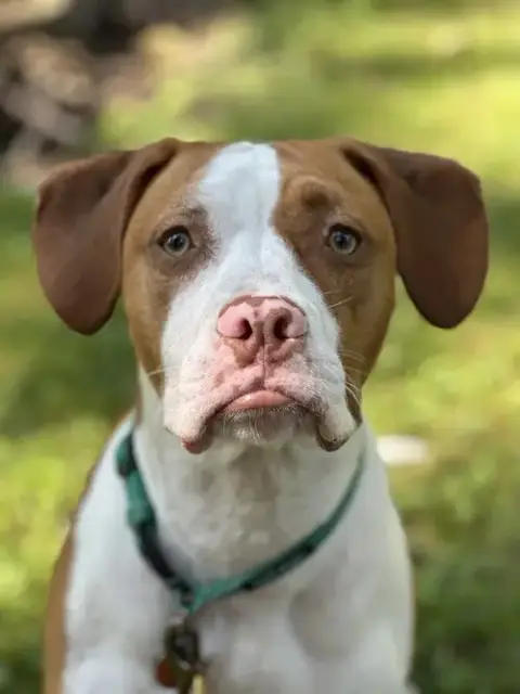 Arlo photo 2