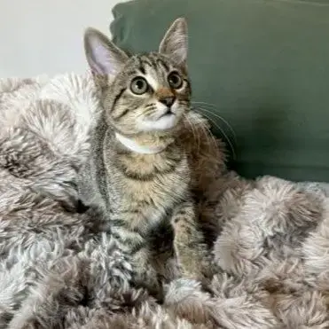Lily #Tabby-Brigade photo 3