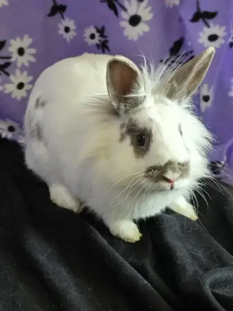 Evie