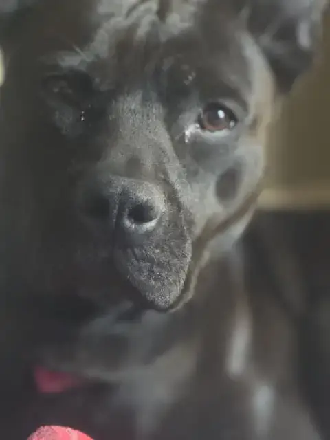 Chula photo 5