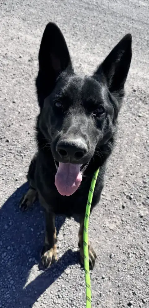 Levi