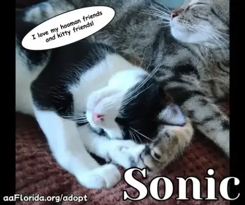 Sonic photo 2