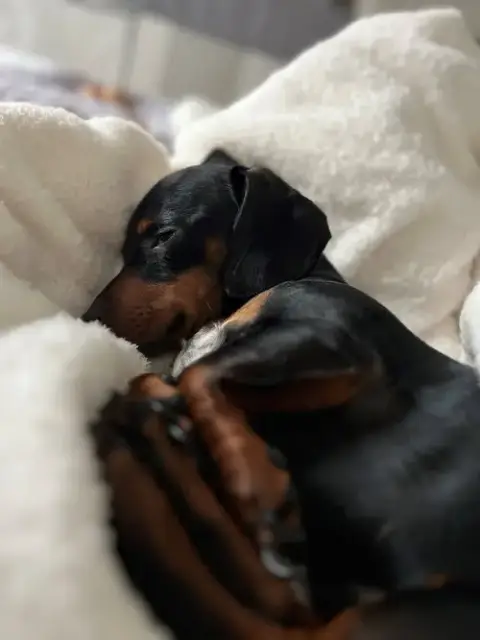 Nugget2 photo 2