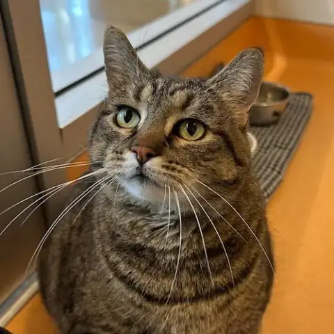 Cleo